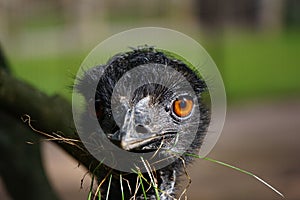 Close-up of an emu (Dromaius novaehollandiae) eating grass