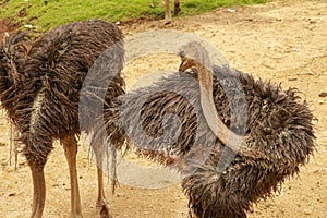 Close up of an emu Dromaius novaehollandiae, a native Australian flightless bird