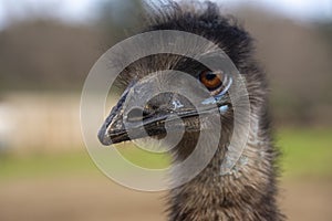 Close-up of an Emu face housed at Ostrichland in Buellton, California