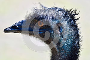 A Close-up of an Emu from the Side.