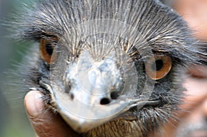 Close up of an Emus face Australia Native flightless bird