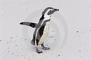 Close up of an endangered African or Cape Penguin standing on Boulders Beach.