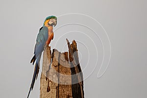 Close-up of an endangered Blue-and-yellow macaw perching on a palm tree trunk