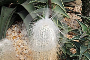 Close Up of an Endangered Cephlaocereus Senilis Cactus photo