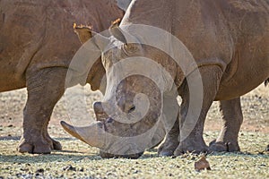Close up of an endangered white rhino (rhinoceros