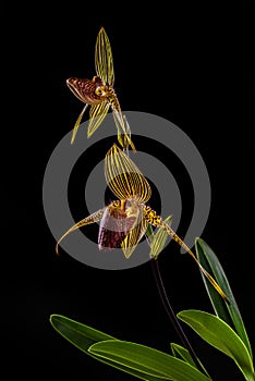 Close-up of endemic paphiopedilum rothschildianum specie on black background