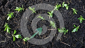 Close-up of an endlessness sign, a recycling symbol laid out from plants photo