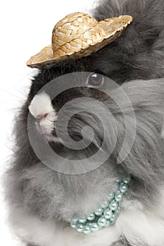 Close-up of English Angora rabbit wearing pearls