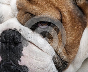 Close-up of English Bulldog, 2 years old