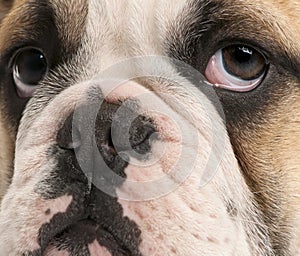 Close-up of English bulldog puppy, 4 months old