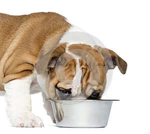 Close-up of an English Bulldog Puppy eating from a metallic dog