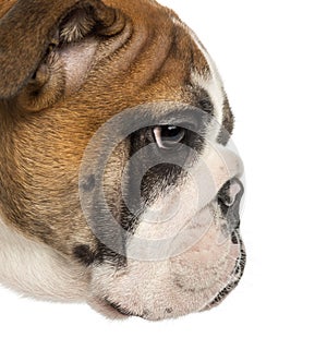 Close-up of an English Bulldog puppy profile, 3,5 months old