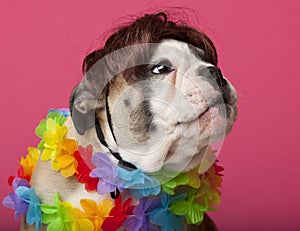 Close-up of English Bulldog puppy wearing a wig