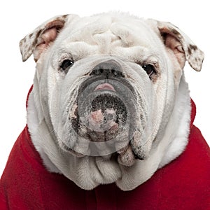 Close-up of English bulldog in Santa outfit photo