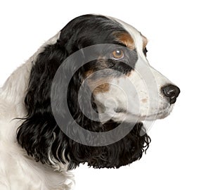 Close-up of English Cocker Spaniel, 6 years old