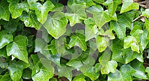 Close up of English Ivy, Hedera helix. Background.