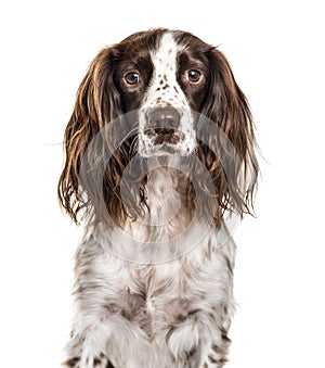 Close-up of english springer spaniel, isolated