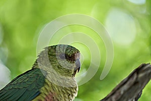 close up of Enicognathus ferrugineus the Austral Parakeet Austral Conure or Emerald Parakeet