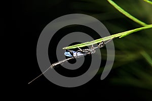 Close-up ensign wasp, evaniidae on night time