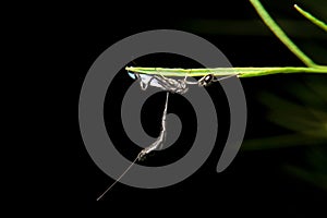 Close-up ensign wasp, evaniidae on night time photo