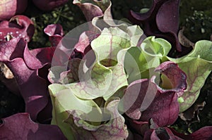 Close up of entrance to tubes of a Sarracenia purpureas plant