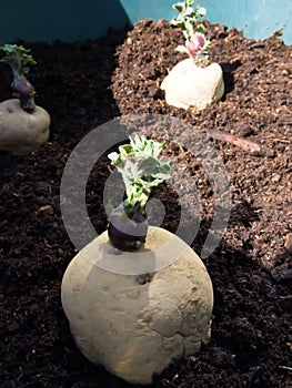 Close up of Epicure potatoes set in a plant pot - container gardening