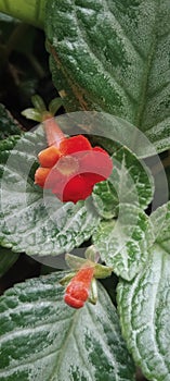 Close Up Episcia Cupreata Plant for house decorate