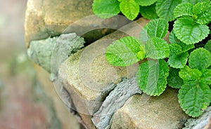 Close-up of Episcia Plant with Green Leaf