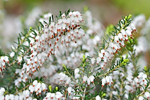 Close up of Erica carnea.White winter/spring heath