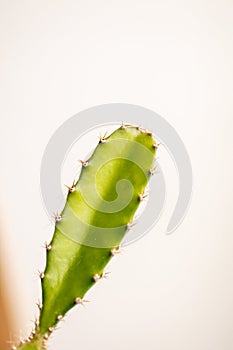 Close up ERIOCEREUS Harrisia jusbertii cactus on white background. photo