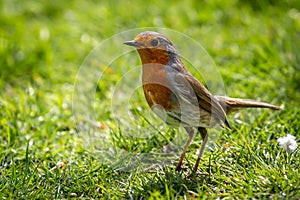 A close up of an Erithacus Rubecula, commonly known as a Robin, in the spring sunshine