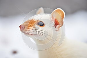 close-up of ermine ears perked up in snow