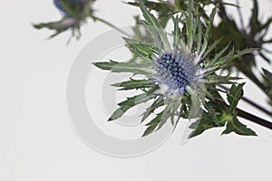 Close up of Eryngium flower Sea Holly plant on white background