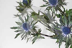 Close up of Eryngium flower Sea Holly plant on white background