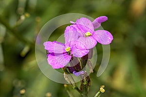 close up of an Erysimum Bowles Mauve