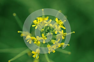 Close-up Erysimum cheiranthoides with yellow flowers