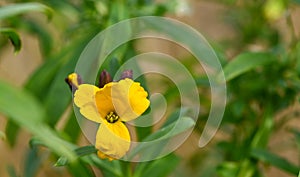 Close-up of an erysimum cheiri flower