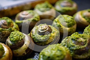 Close-up of Escargots, elegantly presented on a bed of rock salt with garlic butter and a sprinkle of parmesan cheese