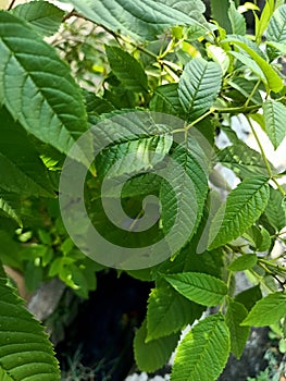 Close up of esperanza plant