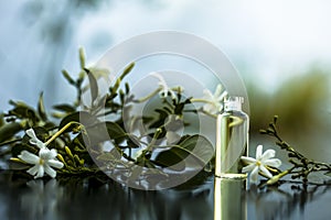Close up of essence or essential oil of Indian jasmine flower or juhi or Jasminum Auriculatum isolated on white in a small transpa