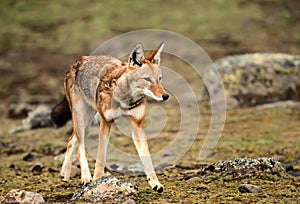 Close up of Ethiopian wolf, the most threatened canid in the world photo