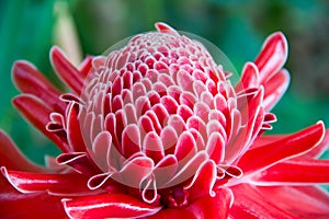 Close up etlingera elatior flower color red in nature