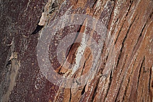 Close up of Eucalyptus tree bark