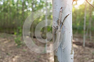 Close up eucalyptus tree at forest background, eucalyptus forest for paper industry