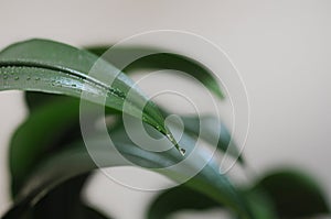 Close up of eucharis leaves with water drops. Minimal design with home plant