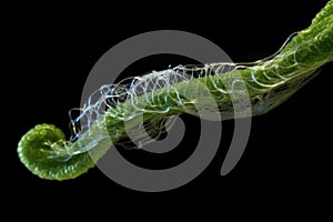 close-up of euglena with whip-like flagellum