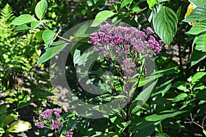 Eupatorium Dubium 'Baby Joe