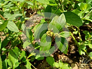 Close up Euphorbia hirta Garden spurge, Asthma weed, Snake weed, Milkweeds. Showing round tuft of small flowers, green magenta,