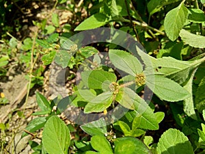 Close up Euphorbia hirta Garden spurge, Asthma weed, Snake weed, Milkweeds. Showing round tuft of small flowers, green magenta,