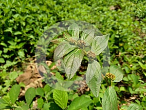 Close up Euphorbia hirta Garden spurge, Asthma weed, Snake weed, Milkweeds. Showing round tuft of small flowers, green magenta,